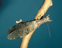 Photo of eastern dobsonfly