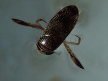 Water boatman viewed from above