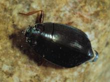 Photo of a whirligig beetle viewed from above