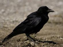 Photograph of American Crow