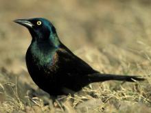 Photograph of a Common Grackle