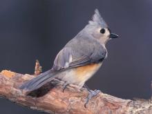 Photograph of a Tufted Titmouse