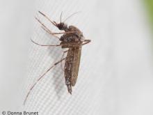 mosquito resting on a white fabric