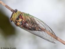 image of Walker's Cicada clinging to a perch