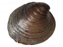 Photograph of Ebonyshell freshwater mussel shell exterior view