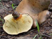 Photo of two ash tree boletes, tan pored mushrooms, one overturned showing pores