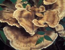 Photo of black-staining polypore, a mushroom with tan, wavy, fan-shaped caps