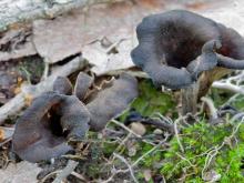 Photo of two black trumpets, dark brown vase-shaped mushrooms on mossy ground