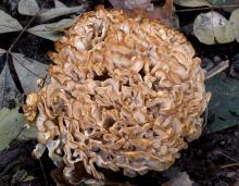 Photo of eastern cauliflower mushroom, tan and white cauliflower-like mushroom