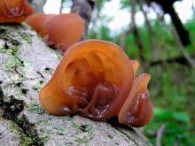 Photo of wood ear mushroom, which looks like a brownish human ear stuck to a log