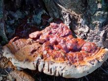 Photo of ling chih, a shiny, hard, rust-colored bracket fungus, growing on tree