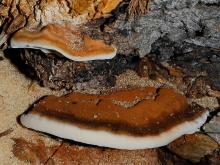 Photo of resinous polypore, a bracket fungus with rust-colored top