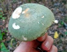 Photo of green cracking russula, greenish-capped, gilled mushroom