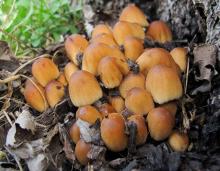 Photo of mica cap cluster, bell-shaped, brown, capped mushrooms