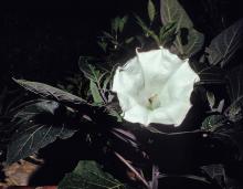 Photo of common jimsonweed flower
