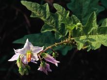 Photo of horse nettle flowers and leaves