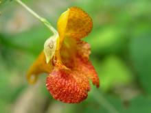 Photo of spotted touch-me-not or jewelweed flower.