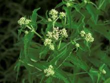 American, or common boneset, flower clusters and upper stem leaves