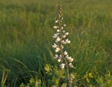 Photo of white wild indigo plant with flowering stalk amid prairie grasses