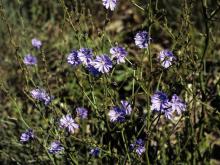 Photo of a chicory plant.