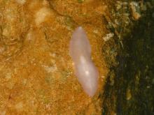 Photo of a pink planarian on a rock.