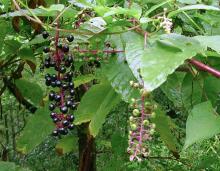 Photo of pokeweed plant with dangling stalks of ripe and unripe berries.