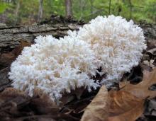 Photo of two comb tooth mushroom clusters growing on a fallen log.