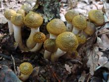 Photo of young, yellow-phase honey mushrooms.
