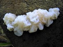 Photo of pale jelly roll fungus, showing small specimen.