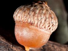 A closeup of an acorn
