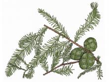 Illustration of bald cypress leaves and cones.