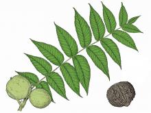Illustration of black walnut compound leaf and nuts.