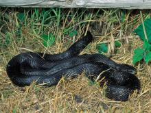Photo of a western ratsnake curled up in grasses under a fence.
