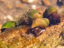 Photo of several prosobranch pond snails crawling on a rock.