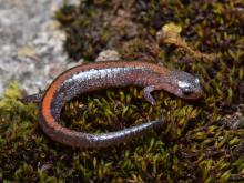 A reddish-brown salamander with an orange stripe down its back is curled on a moss-covered rock. 