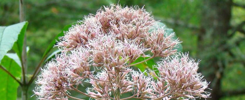 Green-stemmed Joe-Pye weed flower cluster
