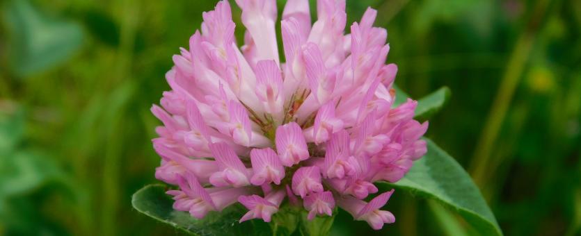 Red, or purple, clover flower head vied from the side