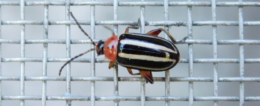Flea beetle, probably Disonycha procera, resting on a window screen