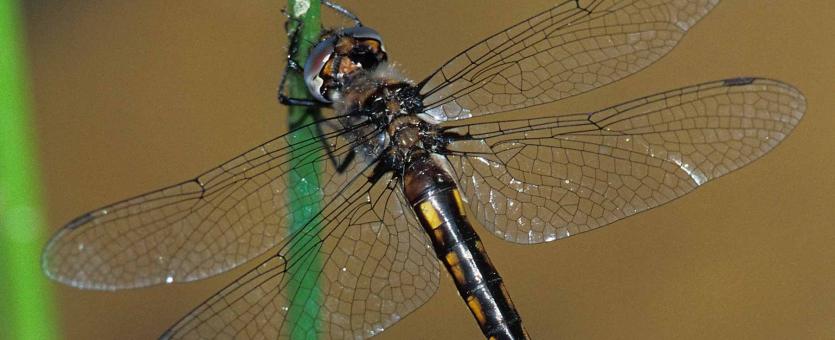 Female adult baskettail dragonfly perched on a plant stem