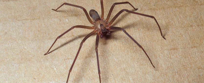 Closeup of brown recluse spider on floor.