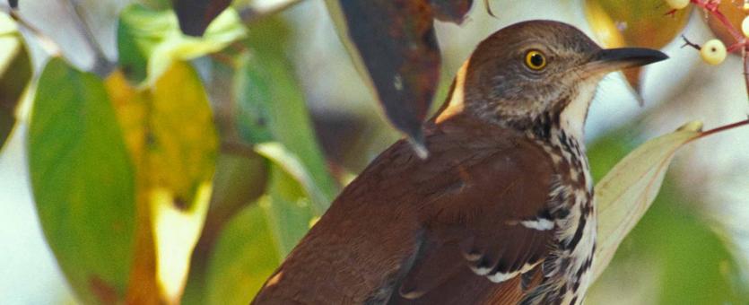 Photo of a brown thrasher perched amid tree branches.