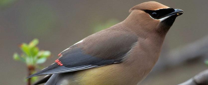 Photo of a cedar waxwing perched on a branch.