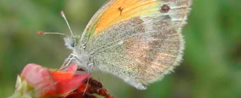 Photo of a dainty sulphur perched on a dried flower, side view