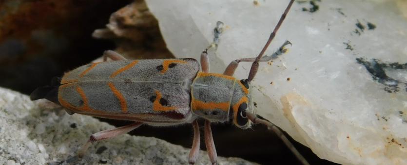 Elm borer beetle resting on rocks in a flower planter