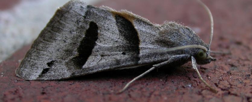 Forage looper moth perched on a brick wall, viewed from side
