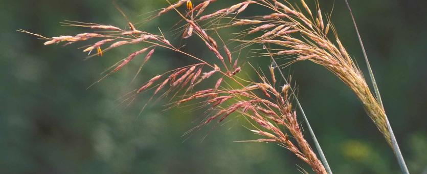 Photo of Indian grass flower head in bloom