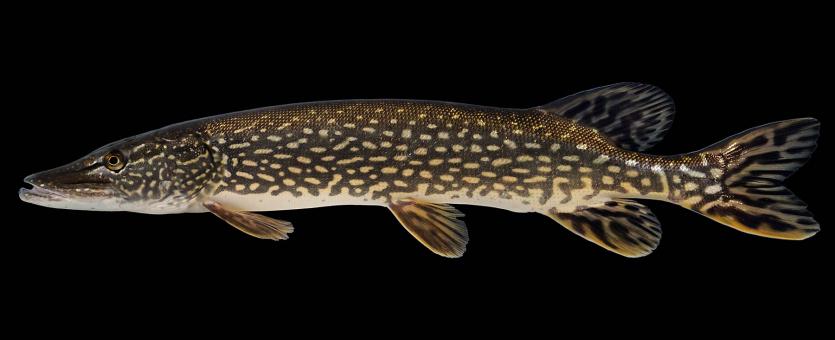 Northern pike side view photo with black background