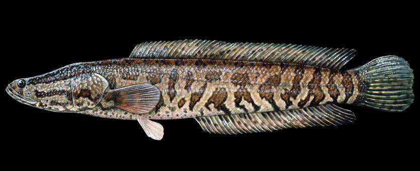 Northern snakehead side view illustration with black background