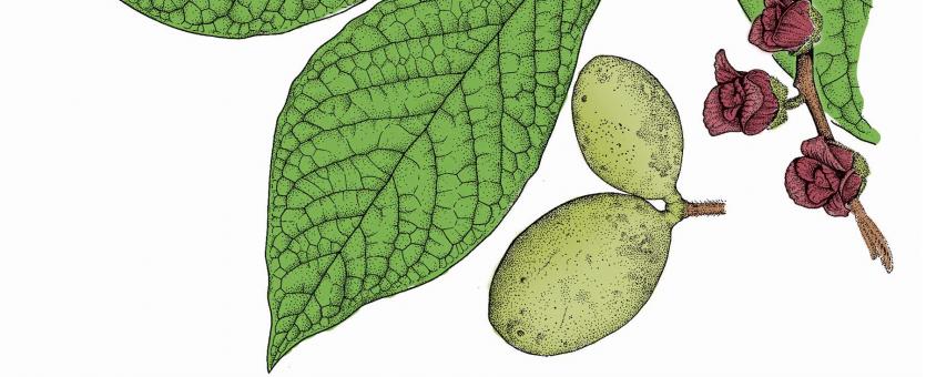 Illustration of pawpaw leaves, flowers, fruits.