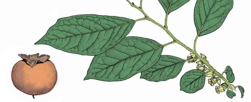 Illustration of persimmon leaves, branch, fruit.